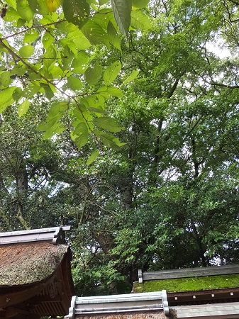 宗像神社奥の大楠（樹齢600年）