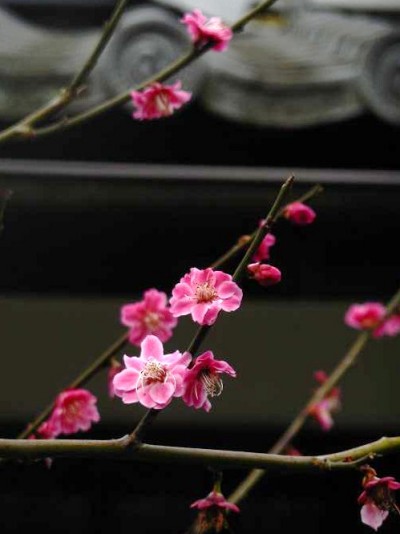 聖人お手植えと伝わる紅梅「八房の梅」