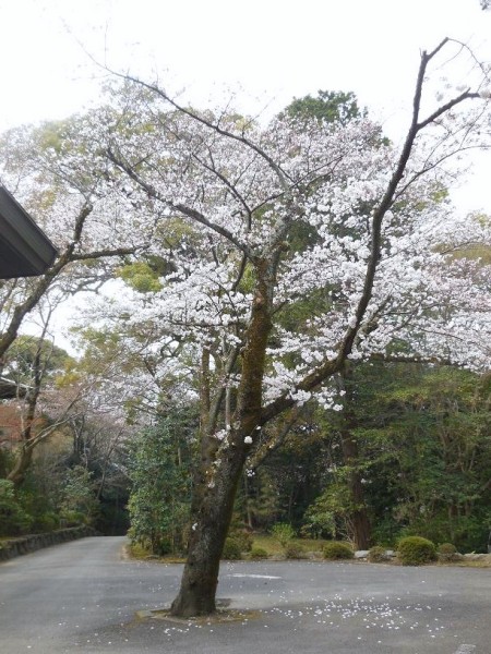 清峯殿前の桜(1)