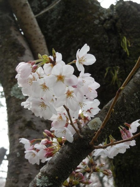 清峯殿前の桜(2)