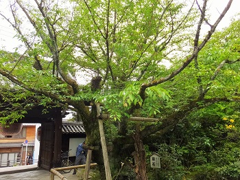 境内の山桜