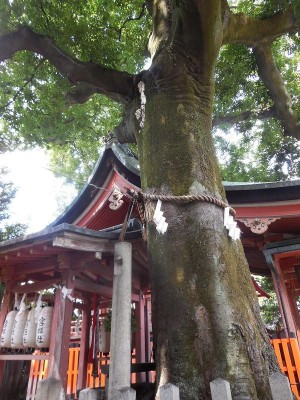 樹齢約850年の御神木でもあるエノキ