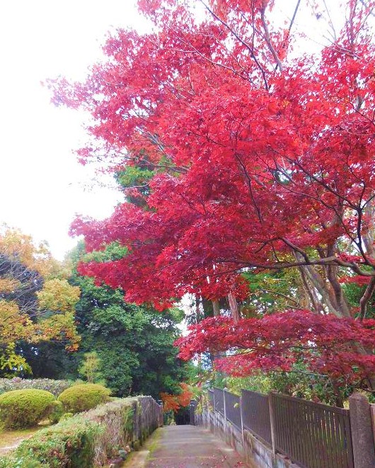 即成院から戒光寺境内に繋がる通路に咲く紅葉