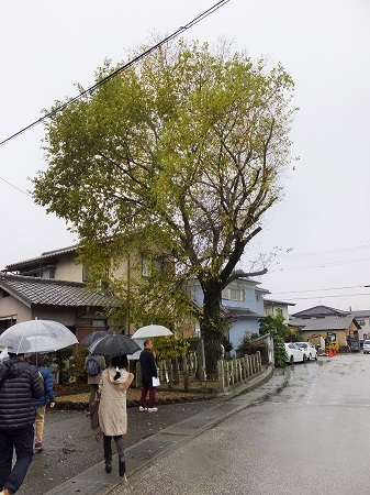 源氏の白旗がたなびいた楊の木（当時は境内）