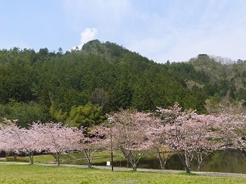 文覚池の桜風景