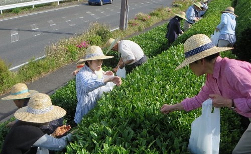 福寿園でお茶摘み