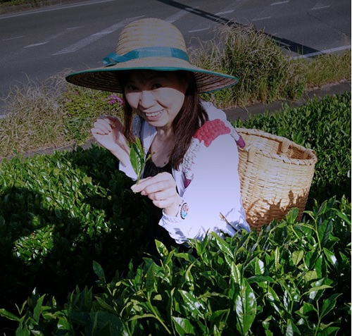 碓井啓子さん茶摘み