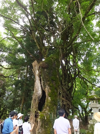 境内の町指定天然記念物の一つ・ケヤキ