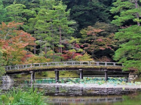 浴龍池に架かる土橋付近の紅葉