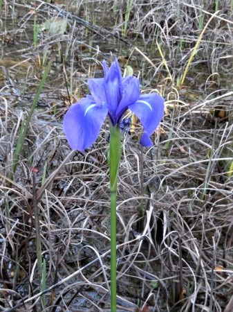 四季咲きのカキツバタ