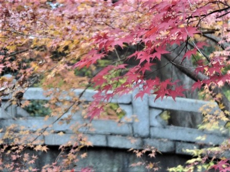 庭園の紅葉