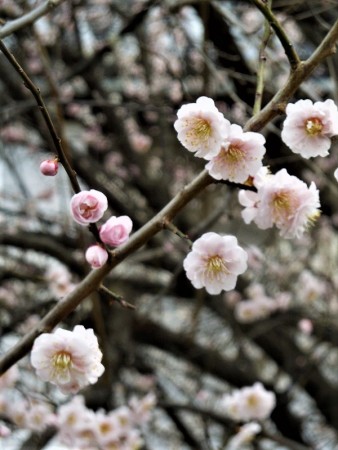 今が盛りと美しく咲く白梅