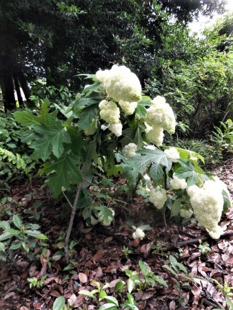 柏葉紫陽花（カシワバアジサイ）