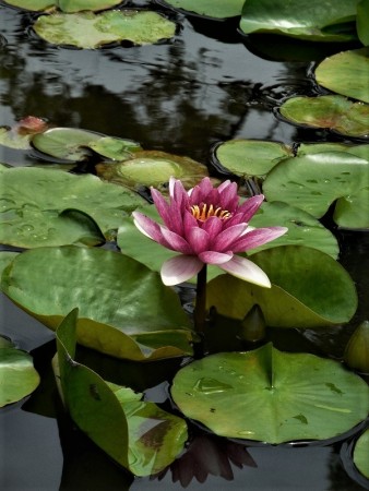 氷室の池に咲く睡蓮