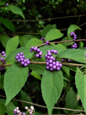果実が紫色で美しい「ムラサキシキブ」