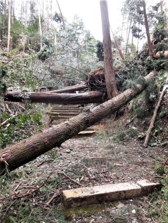 台風21号による倒木(伊勢神宮遥拝所への参道)