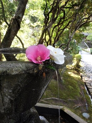 手水鉢に浮かぶ芙蓉の花