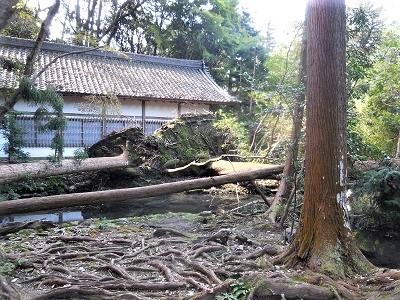 放生池傍の倒木