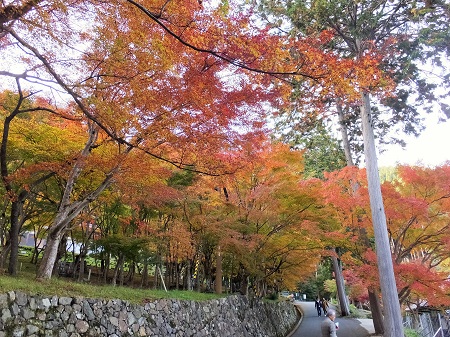 色づく長安寺参道