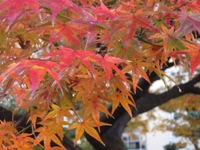 108-2009.12.4府庁中庭の紅葉10.JPG