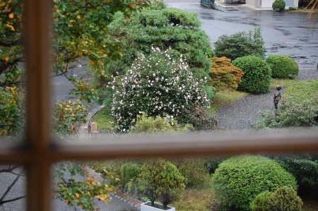 1382-１１.11.11事務所の窓から山茶花を見る.JPG