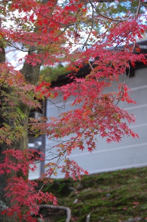 1442-１１.11.24曼殊院.紅葉バック築地塀.JPG