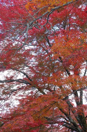 1443-１１.11.24曼殊院.全体に紅葉の木々.JPG