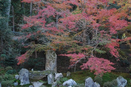 1446-１１.11.24曼殊院中のお庭の紅葉.JPG