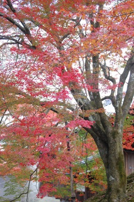 1447-１１.11.24曼殊院美化.彩り豊かな紅葉.縦.JPG