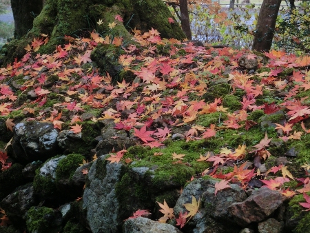 1463-１１.12.3神宮寺カラフル落葉.JPG