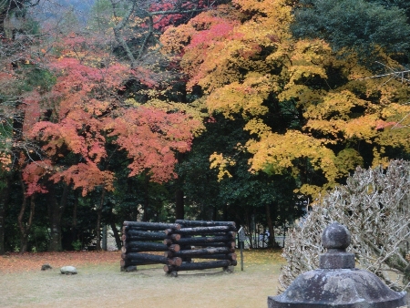 1474-黄色と赤のもみじ１１.12.3神宮寺.JPG