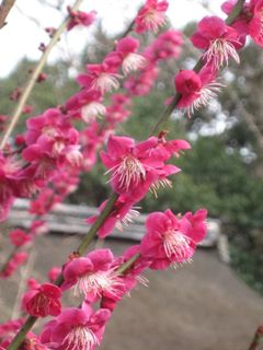 148-下鴨神社紅梅.JPG