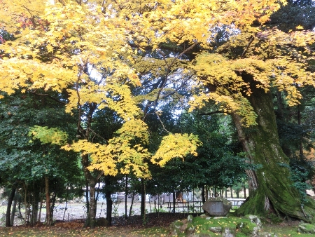 1481-神宮寺黄色のもみじ.JPG