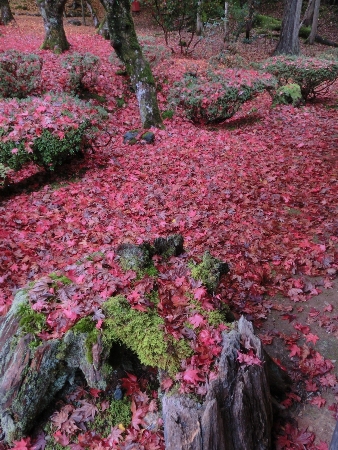 1482-神宮寺真っ赤な散紅葉.JPG