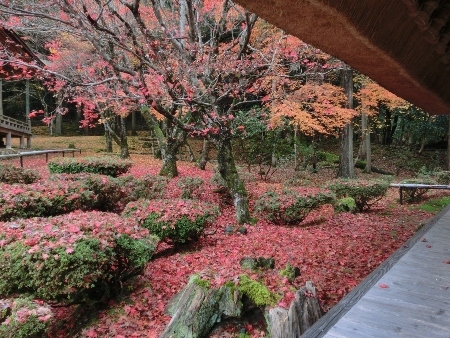 1483-神宮寺赤の散紅葉横.JPG