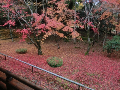 1484-神宮寺赤散紅葉横.JPG