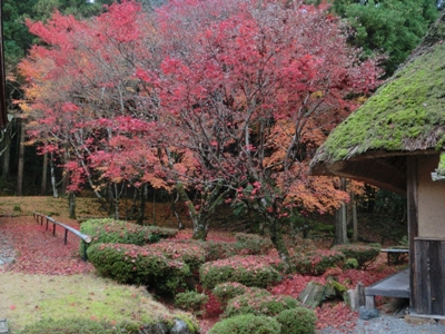 1485-神宮寺名残のもみじと茅葺の屋根右脇.JPG