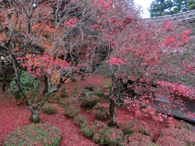 1486-神宮寺名残のもみじと茅葺の建物.JPG