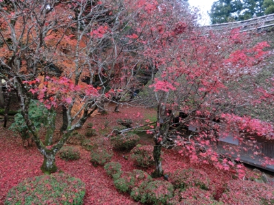 1486-神宮寺名残のもみじと茅葺の建物.JPG