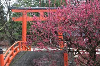 150-下鴨神社紅梅と鳥居.JPG