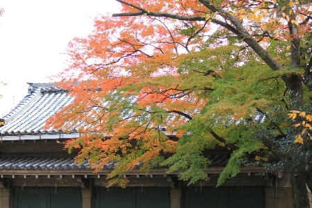 1508-１１.12.6.上御霊神社緑オレンジ紅葉.JPG