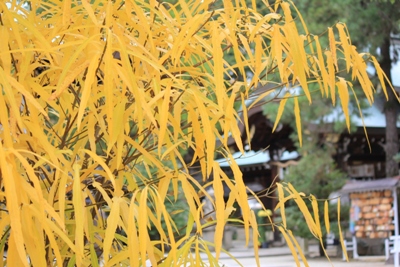 1510-１１.12.6上御霊神社ホソバイヌビワ.JPG