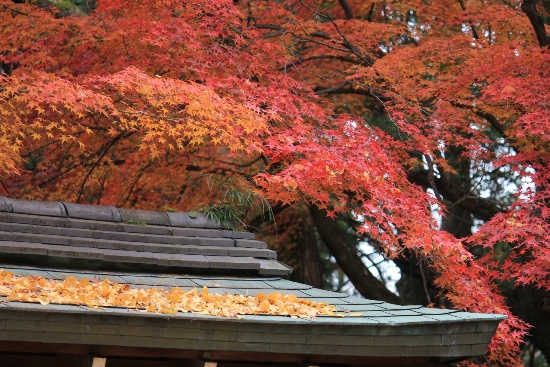 1511-１１.12.6上御霊神社屋根に公孫樹と紅葉横.JPG