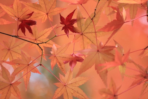 1512-１１.12.6上御霊神社紅葉アップサーモンピンクのバック.JPG