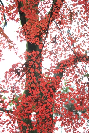 1513-１１.12.6上御霊神社黒い幹に赤いモ文字.JPG