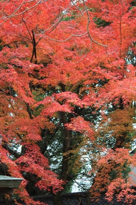 1514-１１.12.6上御霊神社朱色の紅葉縦.JPG