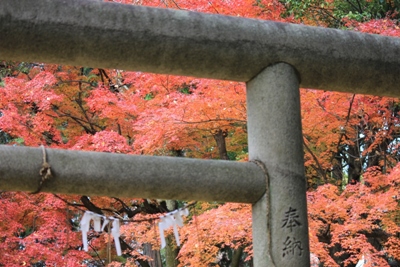 1515-１１.12.6上御霊神社鳥居に紅葉.JPG