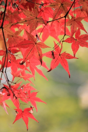 1517-１１.12.6上御霊神社透き通る赤い紅葉縦.JPG