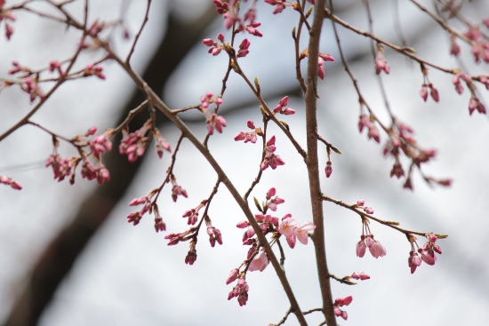 1763-12.3.30府庁旧本館中庭しだれ桜開花！Ａ.jpg