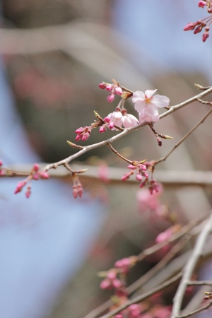 1766-12.3.30府庁旧本館中庭しだれ桜開花！Ｄ.jpg